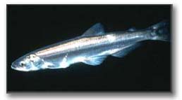 eulachon